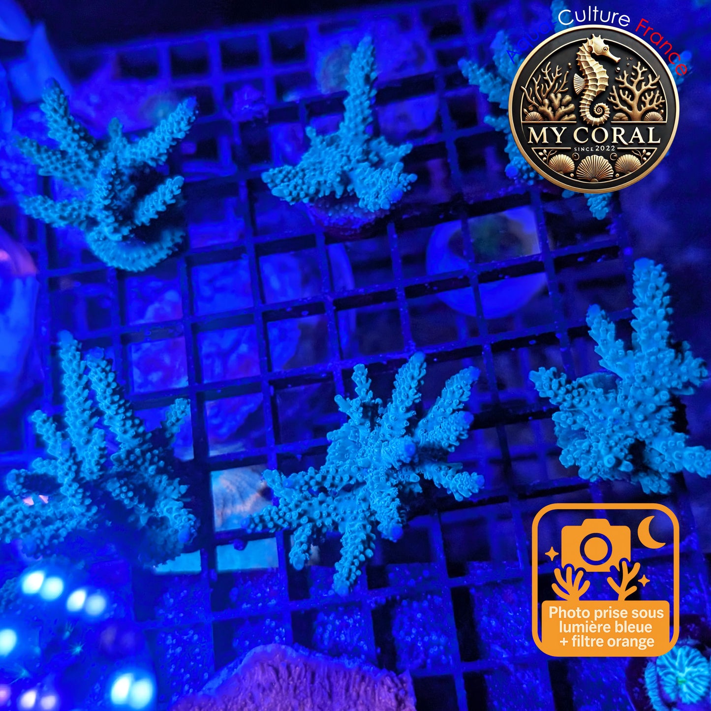 Acropora de Culture WYSIWYG - Formosa Bleu AF107