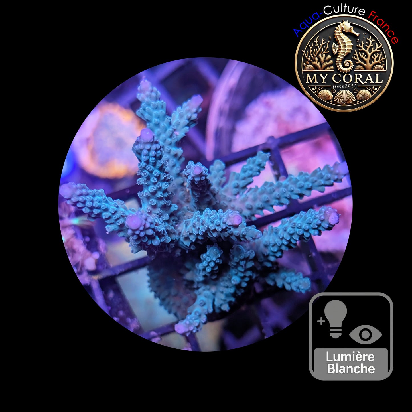 Acropora de Culture WYSIWYG - Formosa Bleu AF101