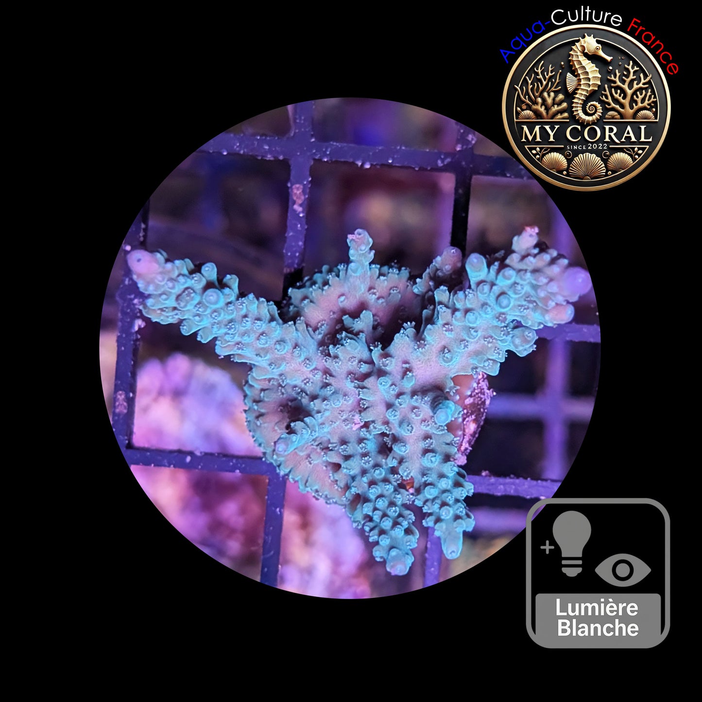 Acropora de Culture WYSIWYG - Formosa Bleu AF102