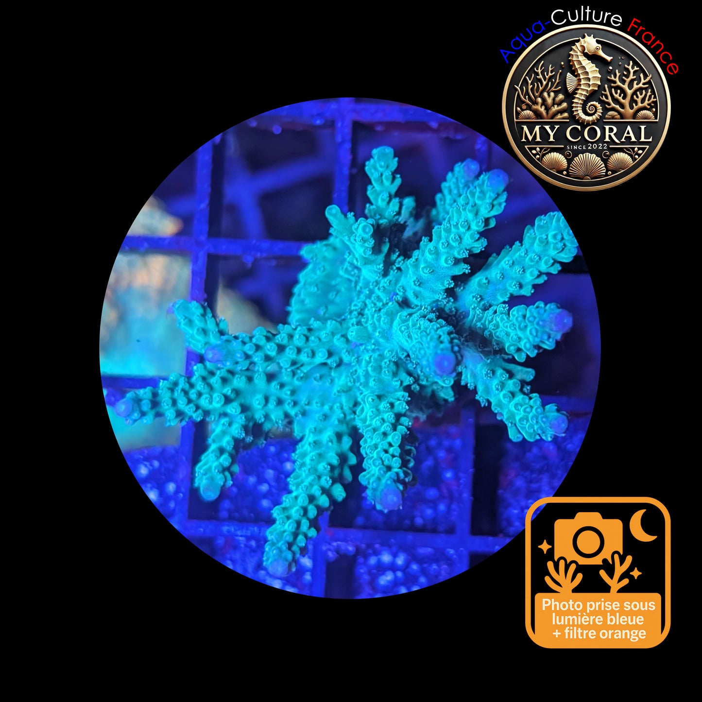 Acropora de Culture WYSIWYG - Formosa Bleu AF104