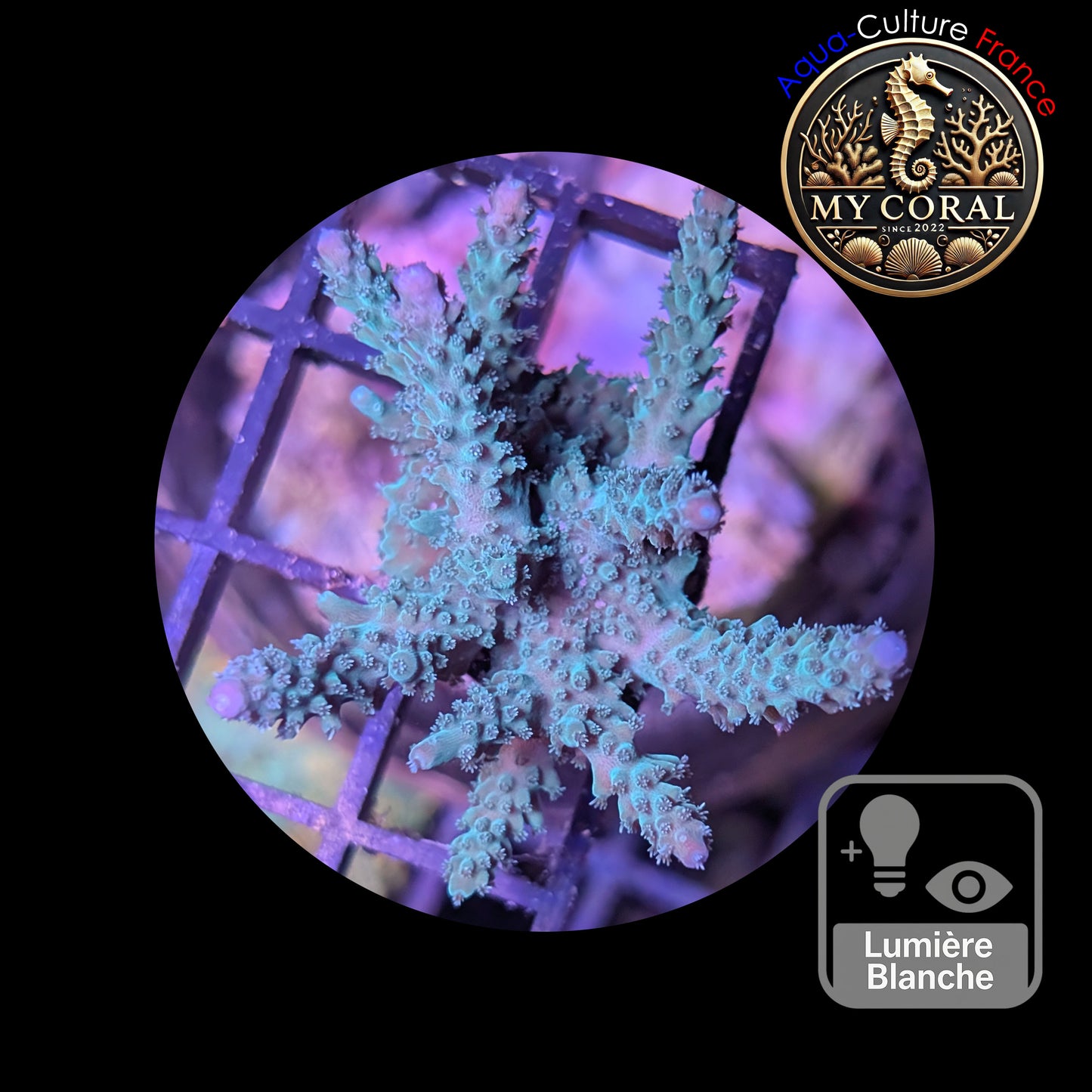 Acropora de Culture WYSIWYG - Formosa Bleu AF105