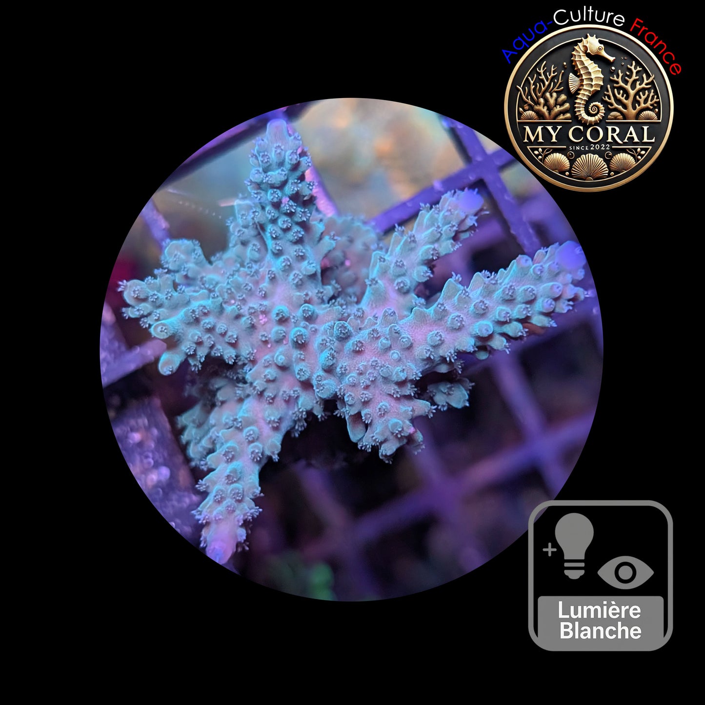 Acropora de Culture WYSIWYG - Formosa Bleu AF106