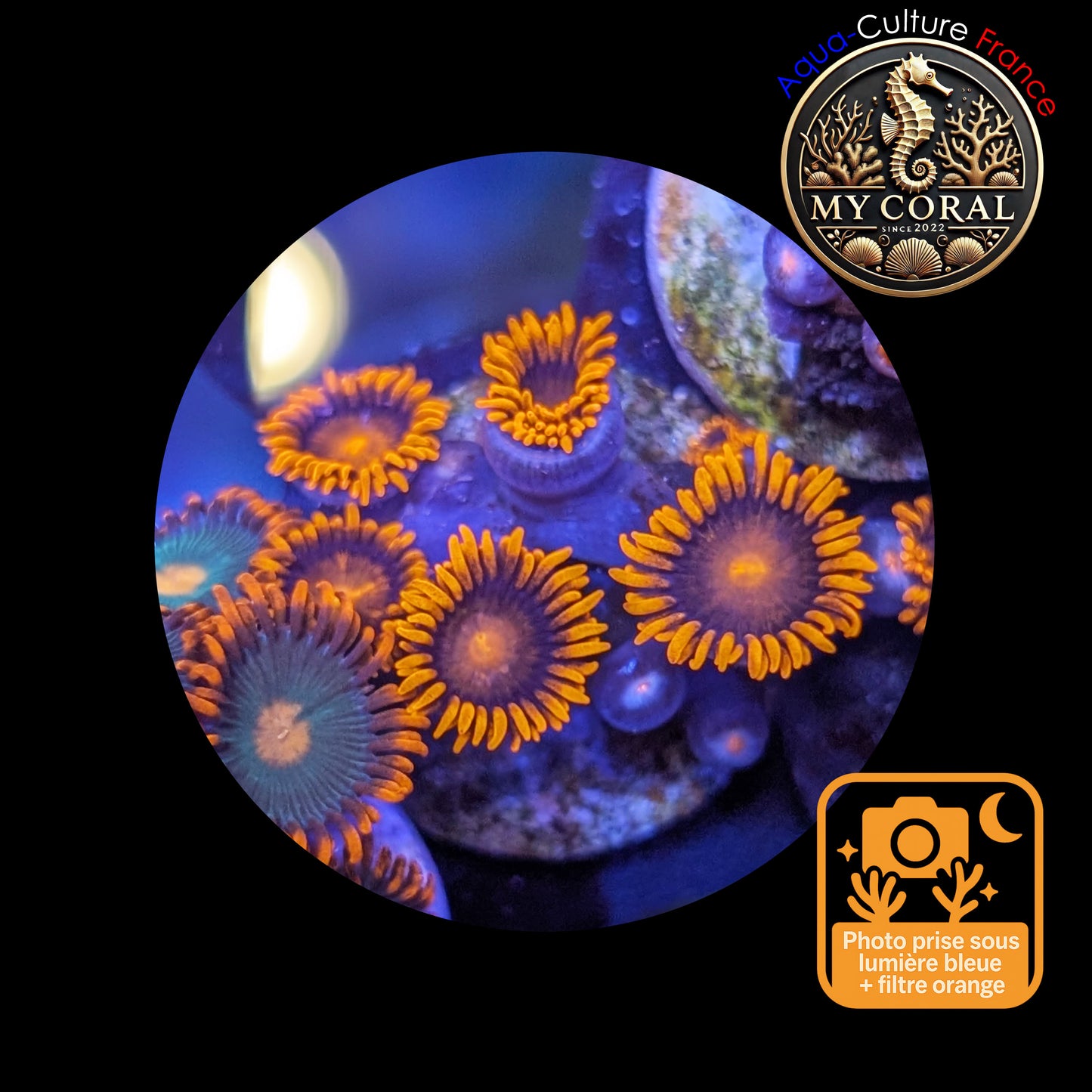 Zoanthus de Culture WYSIWYG - ORANGE BAM BAM - ZBB109