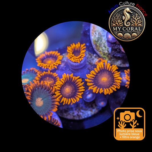 Zoanthus de Culture WYSIWYG - ORANGE BAM BAM - ZBB109