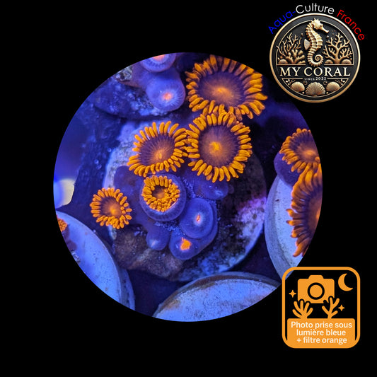 Zoanthus de Culture WYSIWYG - ORANGE BAM BAM - ZBB108