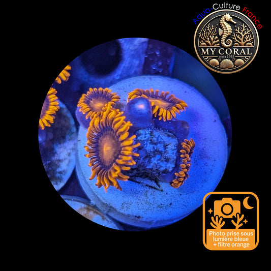 Zoanthus de Culture WYSIWYG - ORANGE BAM BAM - ZBB107