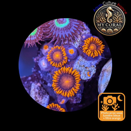 Zoanthus de Culture WYSIWYG - ORANGE BAM BAM - ZBB106