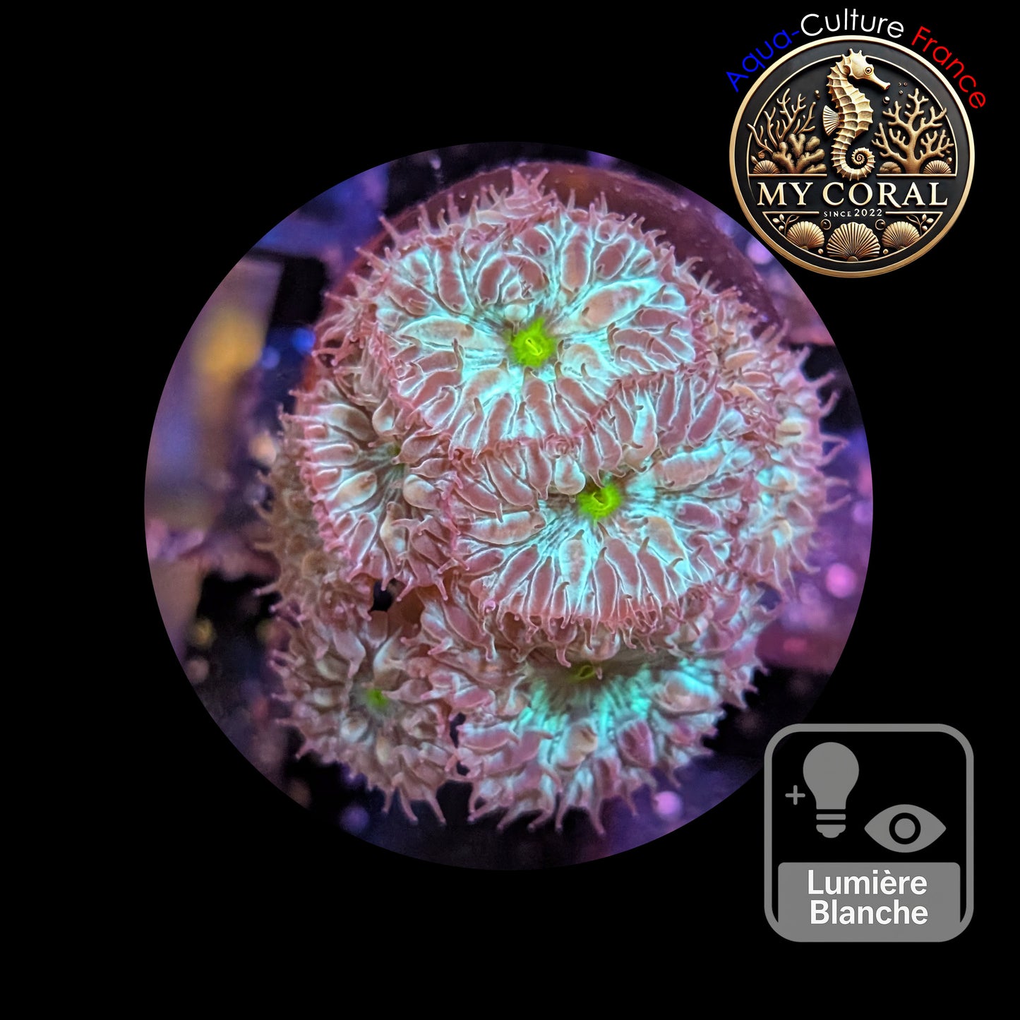 Blastomussa de Culture WYSIWYG - Green Joker Merletti - BMGJ104