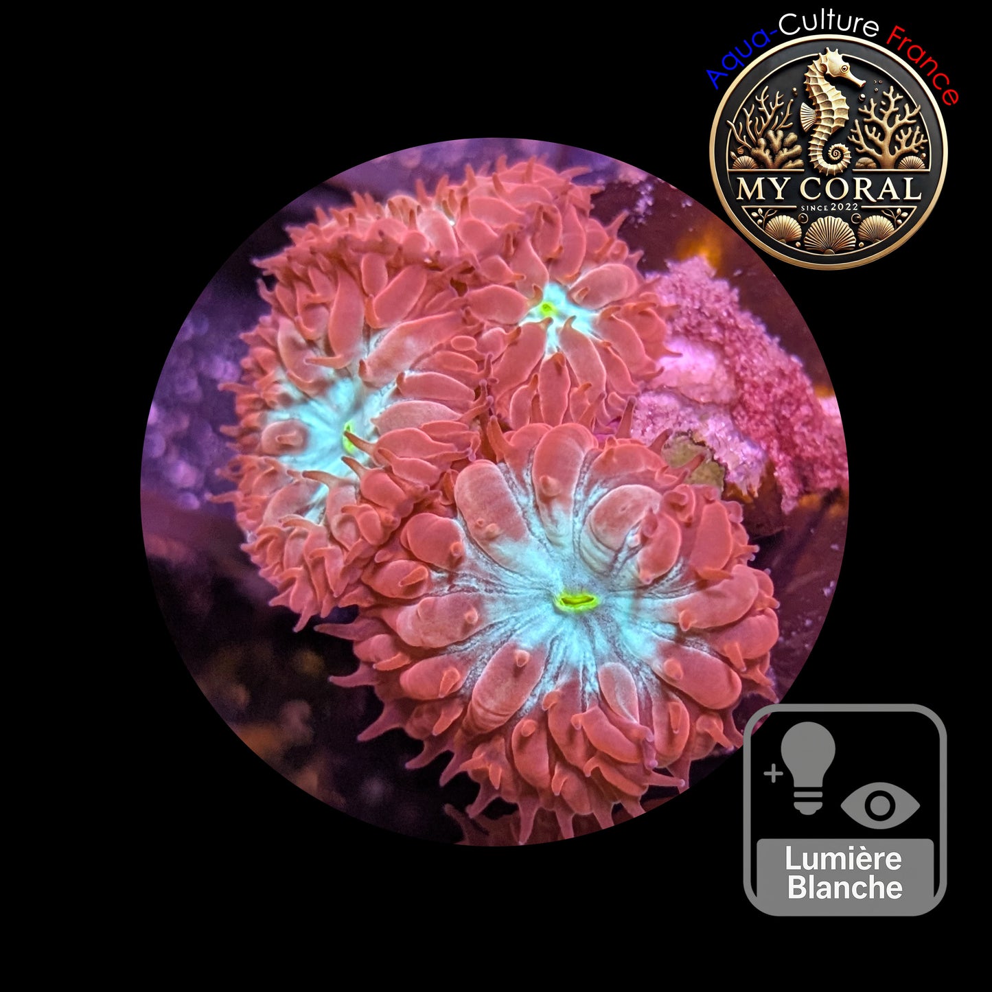 Blastomussa de Culture WYSIWYG - Pink & Green - BMPG101