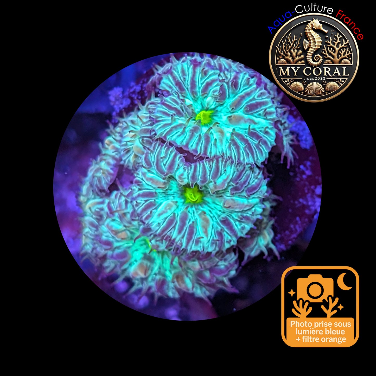 Blastomussa de Culture WYSIWYG - Green Joker Merletti - BMGJ101