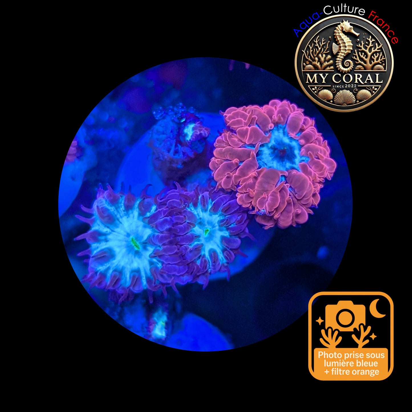 Blastomussa de Culture WYSIWYG - Pink & Green - Mixte DUO- BMPG104