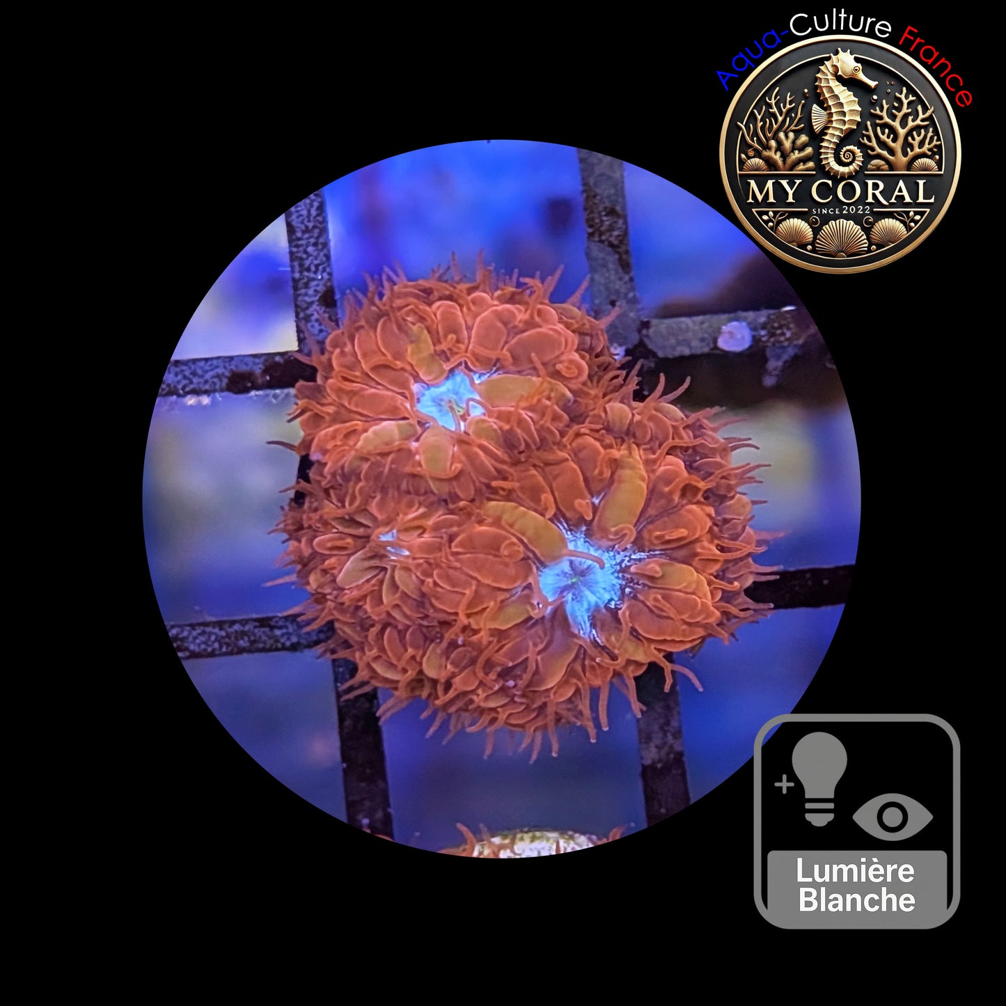 Blastomussa de Culture WYSIWYG - Ice & Fire - BMIF111