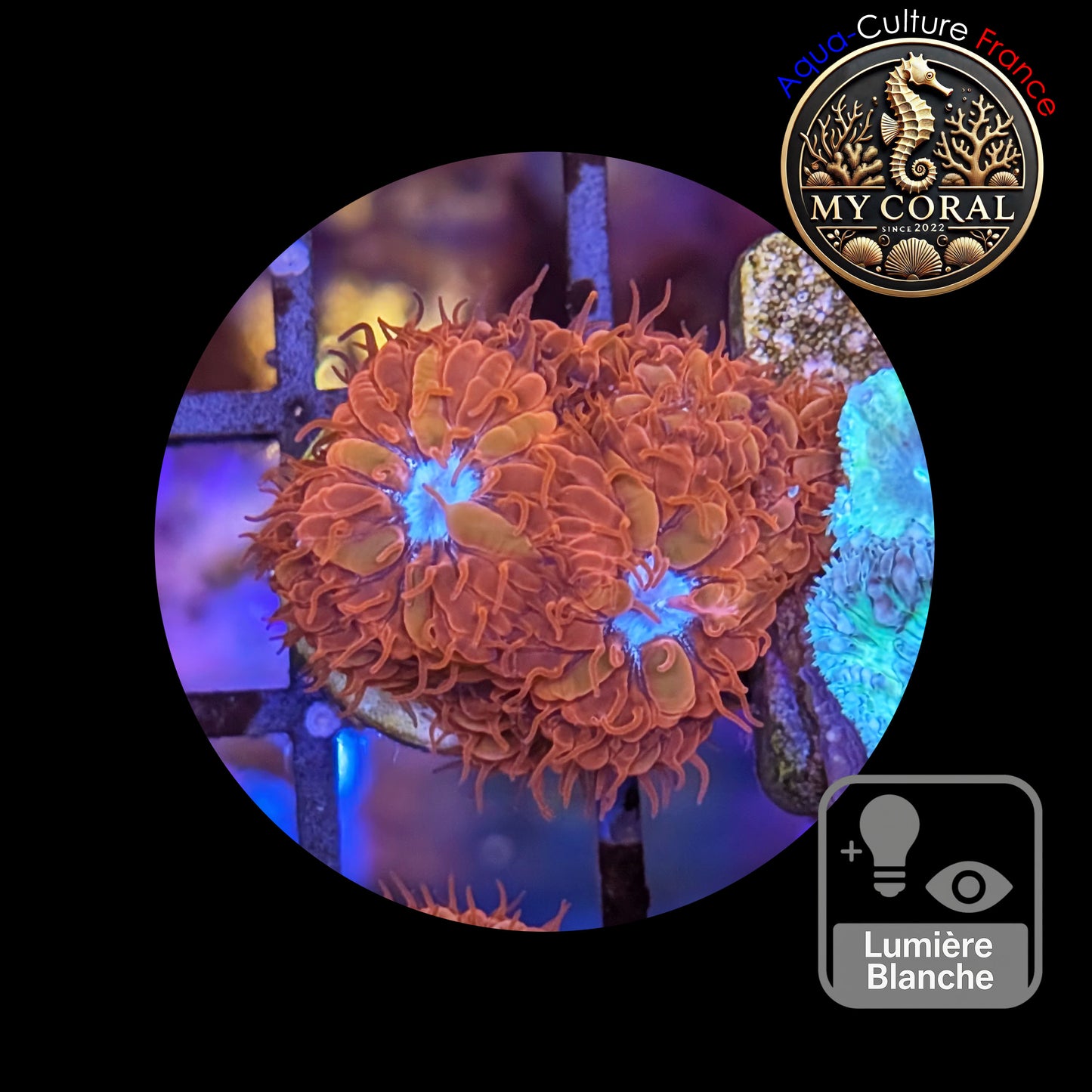 Blastomussa de Culture WYSIWYG - Ice & Fire - BMIF114