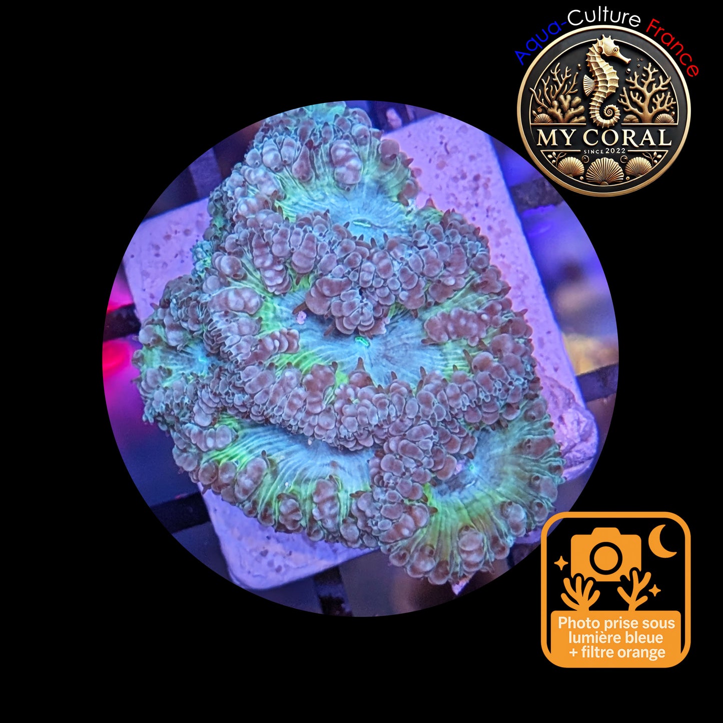 Blastomussa de Culture WYSIWYG - Ice Green Wellsi - BWIGJ102