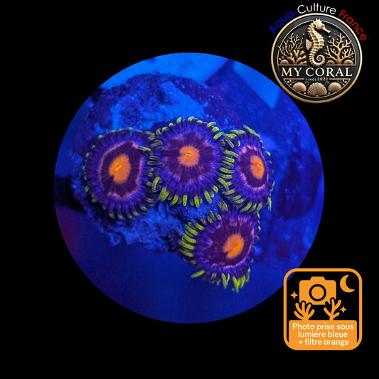 Zoanthus de Culture WYSIWYG - Blow Pop - ZBP101