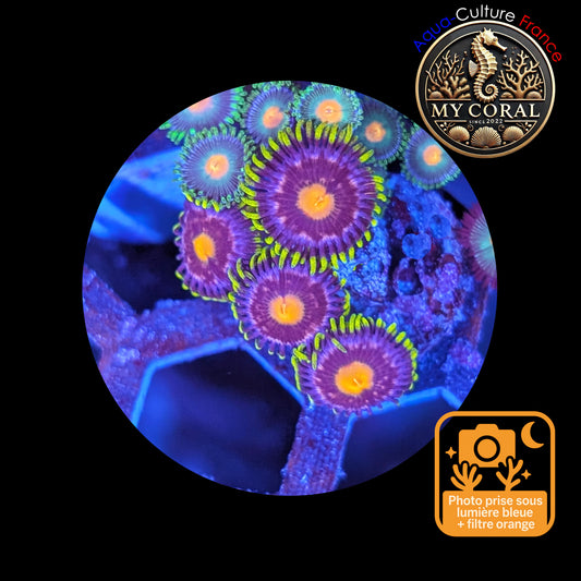 Zoanthus de Culture WYSIWYG - Blow Pop - ZBP102