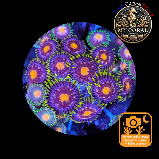 Zoanthus de Culture WYSIWYG - Blow Pop - ZBP103 Colonie