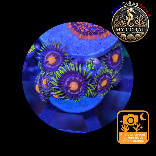 Zoanthus de Culture WYSIWYG - Blow Pop - ZBP104