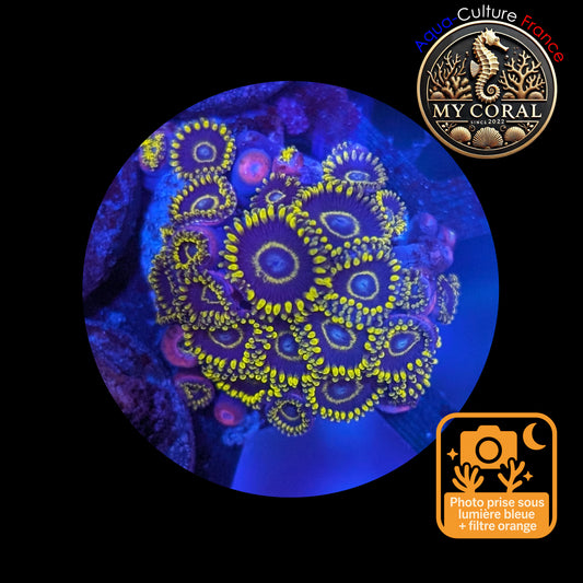 Zoanthus de Culture WYSIWYG - BLUE HORNET - ZBH105 Colonie