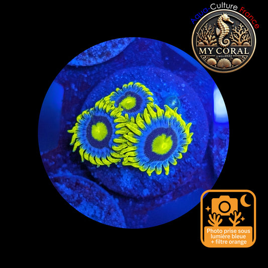 Zoanthus de Culture WYSIWYG - BLUEBERRY PIE - ZBP101