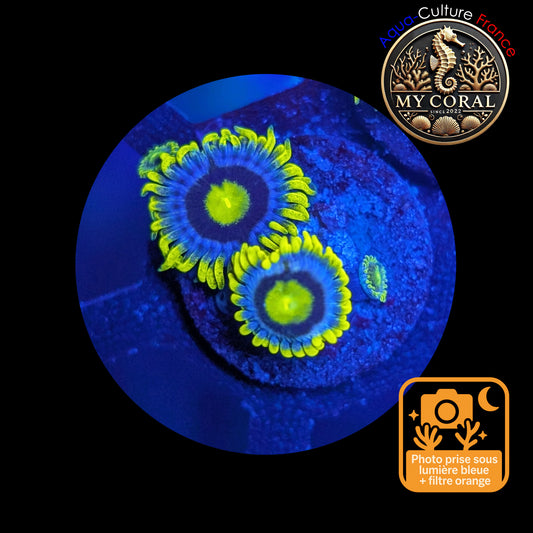 Zoanthus de Culture WYSIWYG - BLUEBERRY PIE - ZBP102
