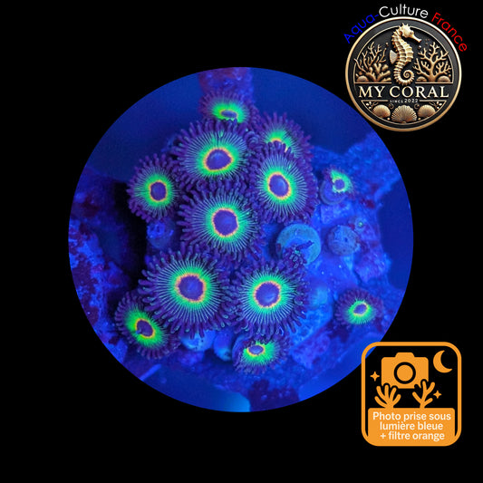 Zoanthus de Culture WYSIWYG - BOB MARLEY - ZBM101