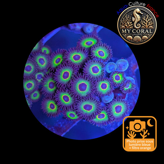 Zoanthus de Culture WYSIWYG - BOB MARLEY - ZBM102 Colonie