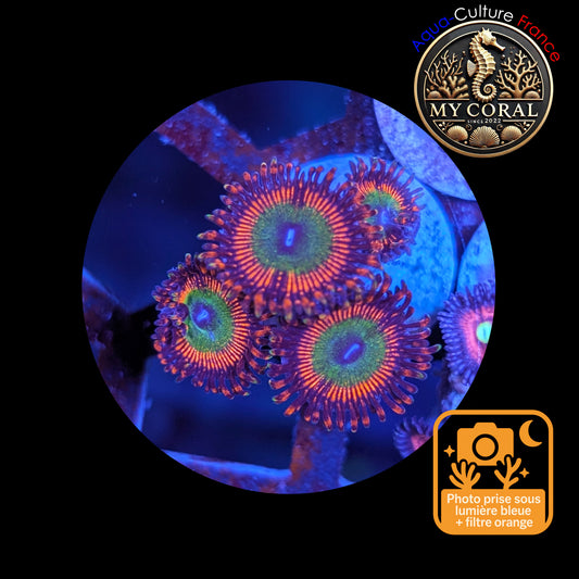 Zoanthus de Culture WYSIWYG - BOWSER - ZBWR101