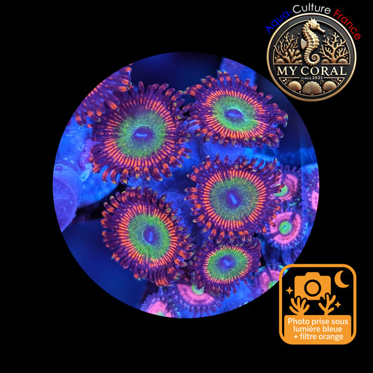 Zoanthus de Culture WYSIWYG - BOWSER - ZBWR102