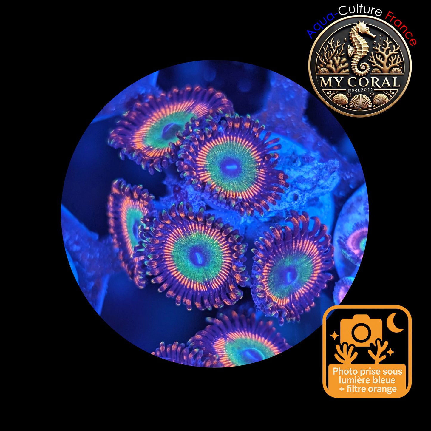 Zoanthus de Culture WYSIWYG - BOWSER - ZBWR105