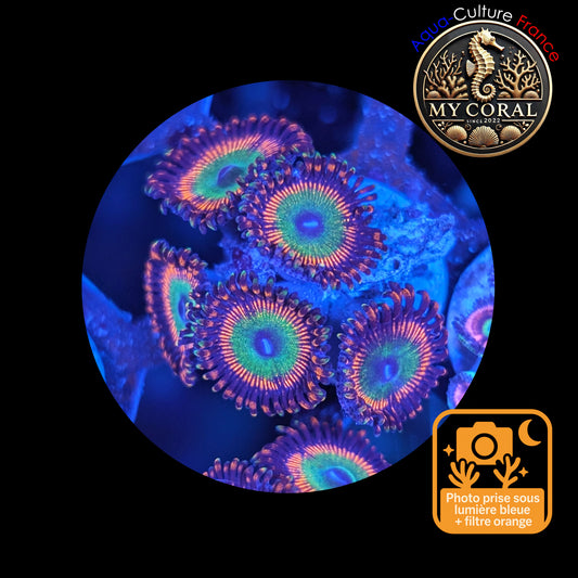 Zoanthus de Culture WYSIWYG - BOWSER - ZBWR105