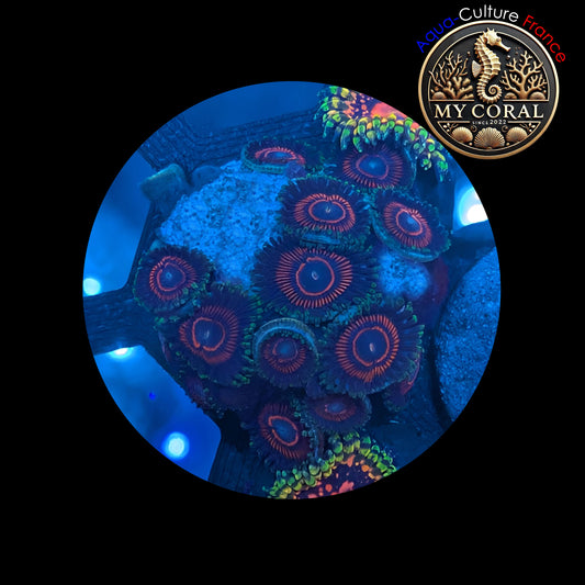 Zoanthus de Culture WYSIWYG - CANDY CRUSH - ZCC101