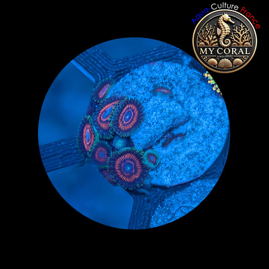 Zoanthus de Culture WYSIWYG - CANDY CRUSH - ZCC102