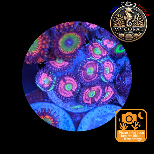 Zoanthus de Culture WYSIWYG - CATS EYES - ZCE101
