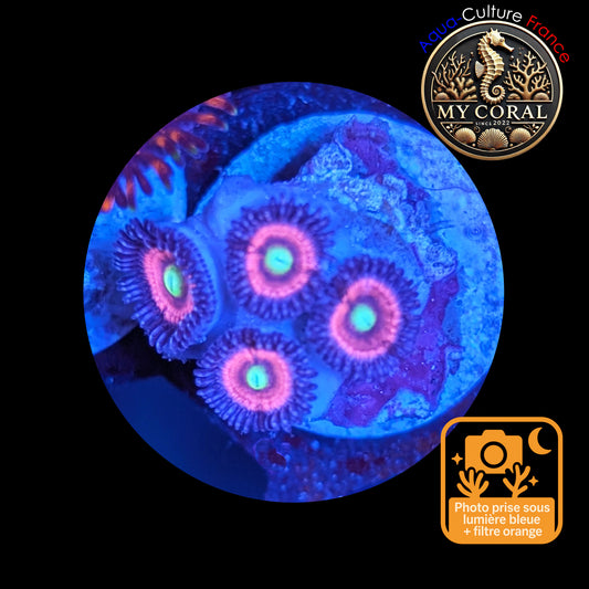Zoanthus de Culture WYSIWYG - CATS EYES - ZCE102