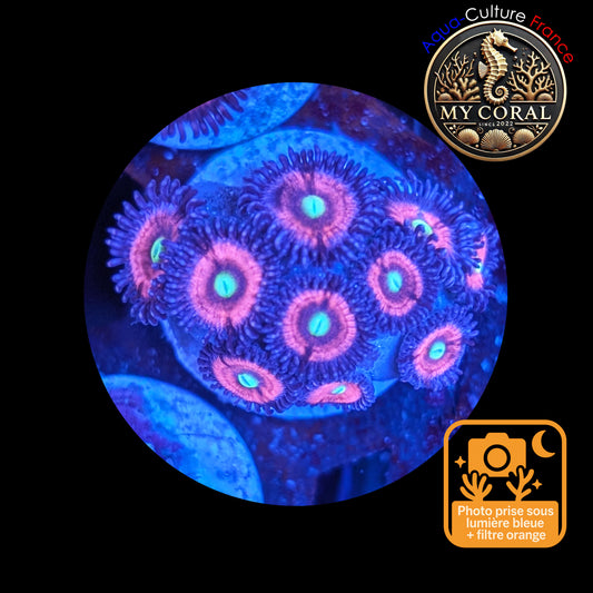 Zoanthus de Culture WYSIWYG - CATS EYES - ZCE103