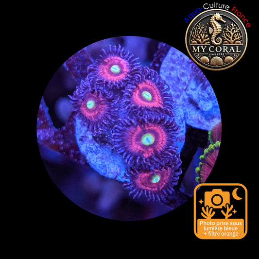 Zoanthus de Culture WYSIWYG - CATS EYES - ZCE104