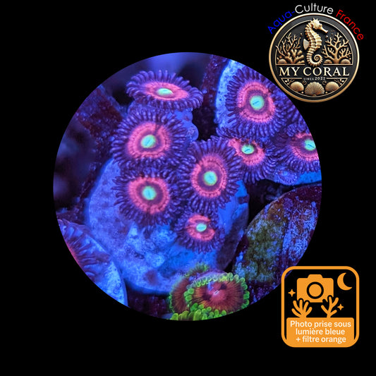 Zoanthus de Culture WYSIWYG - CATS EYES - ZCE105