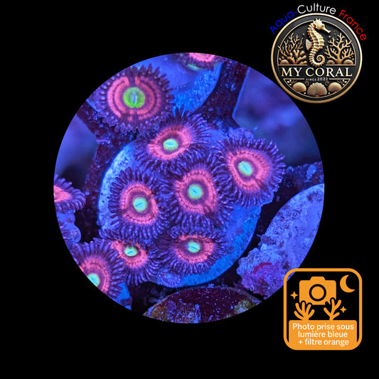Zoanthus de Culture WYSIWYG - CATS EYES - ZCE106