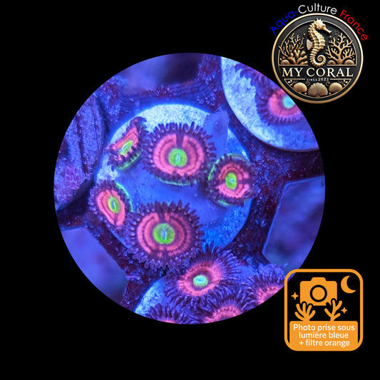 Zoanthus de Culture WYSIWYG - CATS EYES - ZCE107