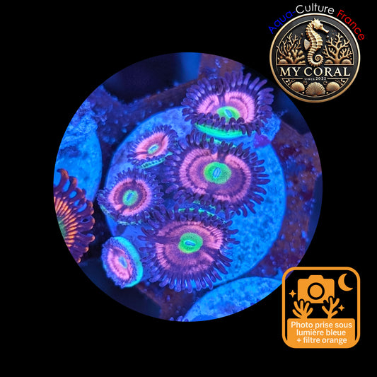 Zoanthus de Culture WYSIWYG - CATS EYES - ZCE108