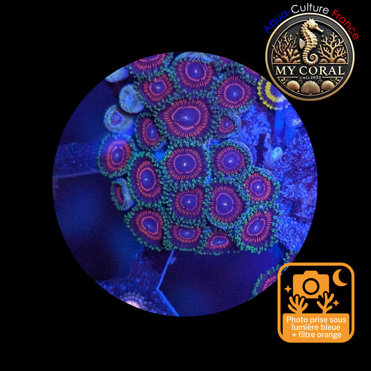 Zoanthus de Culture WYSIWYG - CANDY CRUSH - ZCC102 Mini Colonie