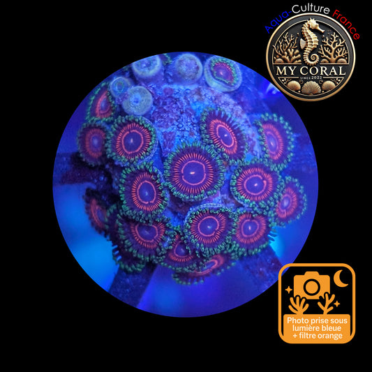 Zoanthus de Culture WYSIWYG - CANDY CRUSH - ZCC104 Mini Colonie