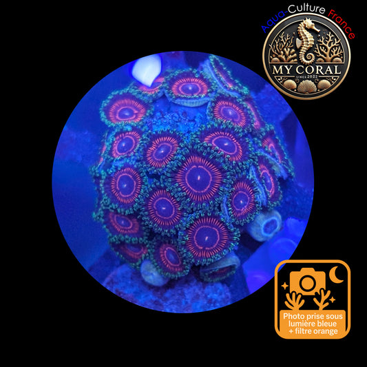 Zoanthus de Culture WYSIWYG - CANDY CRUSH - ZCC105 Mini Colonie