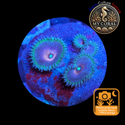 Zoanthus de Culture WYSIWYG - Captain America - ZCA101