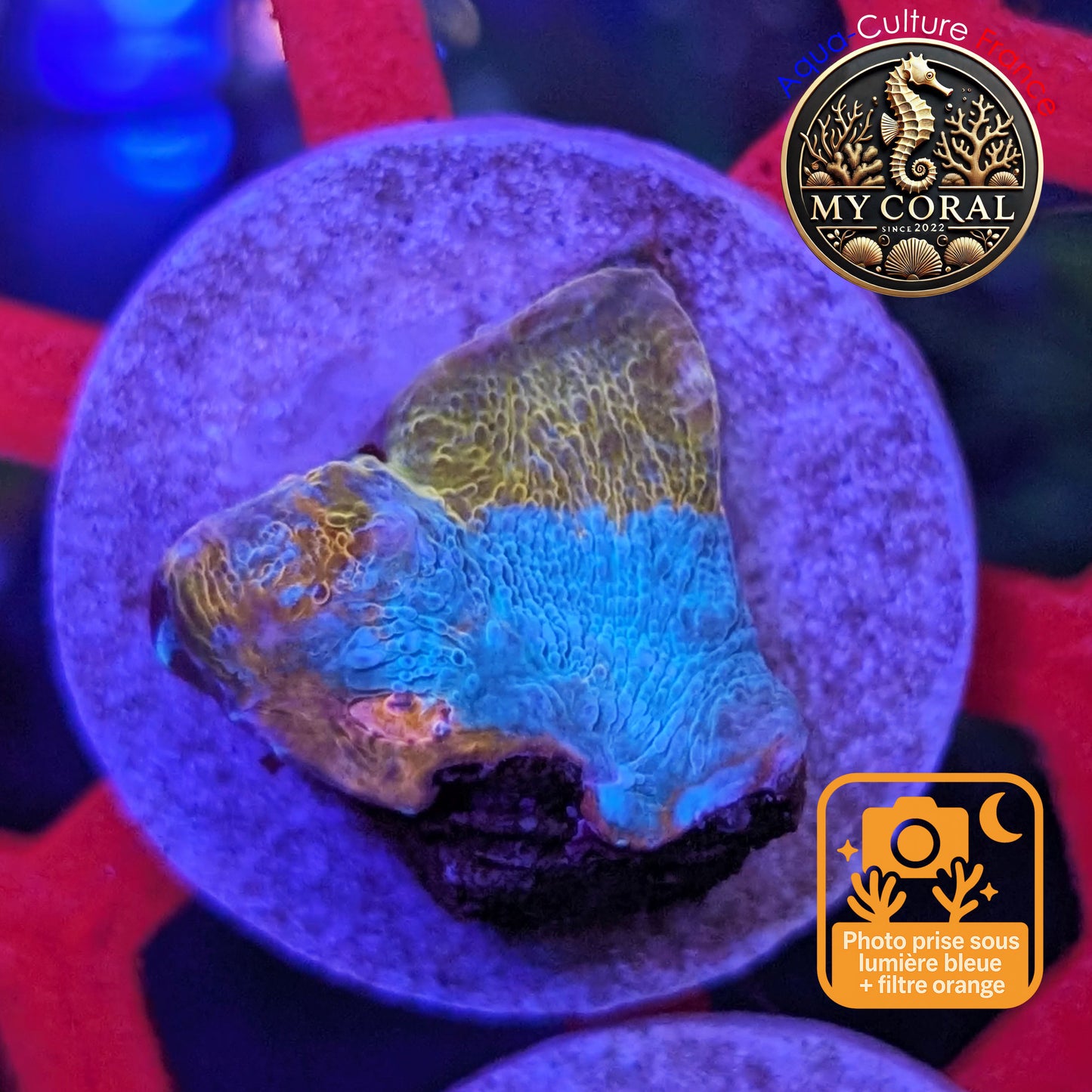 Echinophyllia de Culture WYSIWYG - Katar Orenji- ECKO104