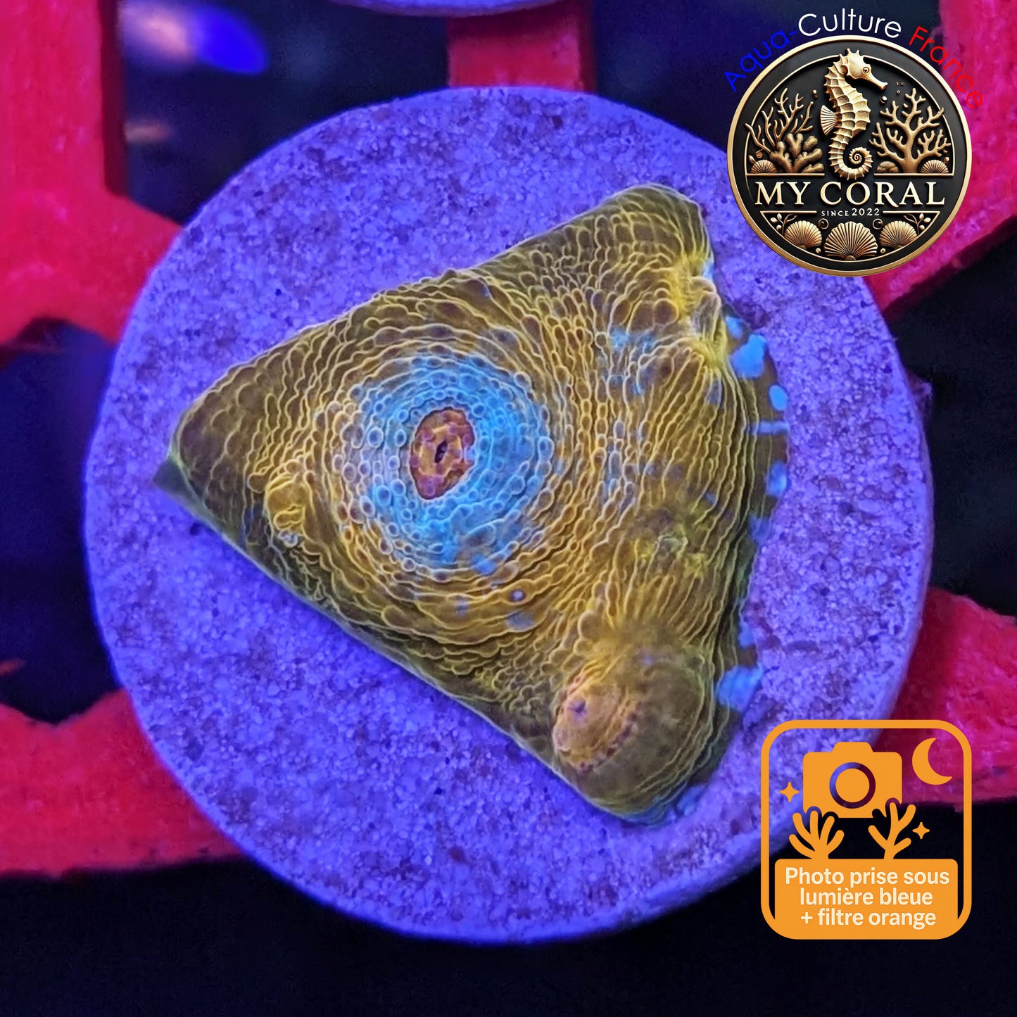 Echinophyllia de Culture WYSIWYG - Katar Orenji- ECKO105