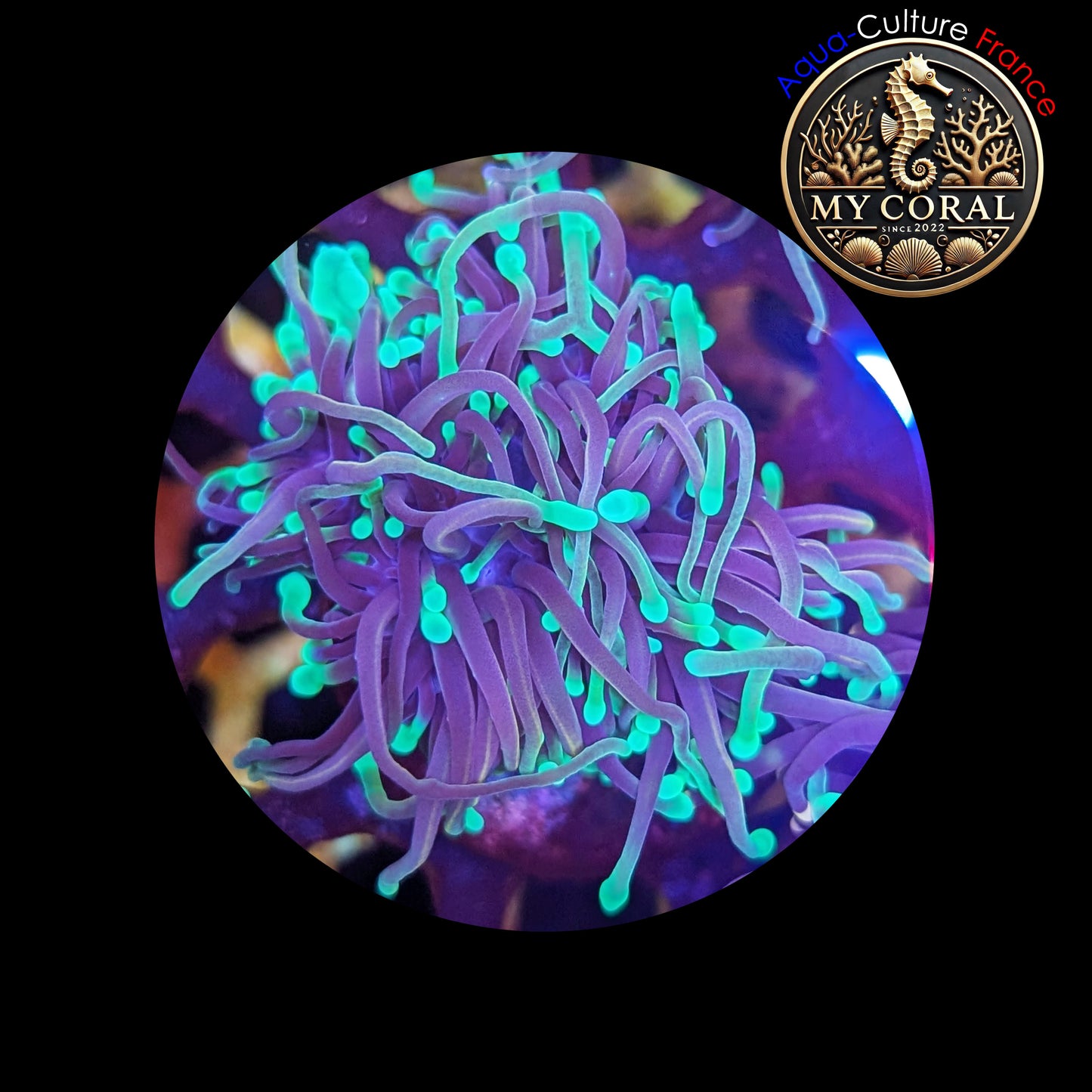 Euphyllia de Culture WYSIWYG- Glabrescens - Dragon Soul (2 Têtes) - EGDS102