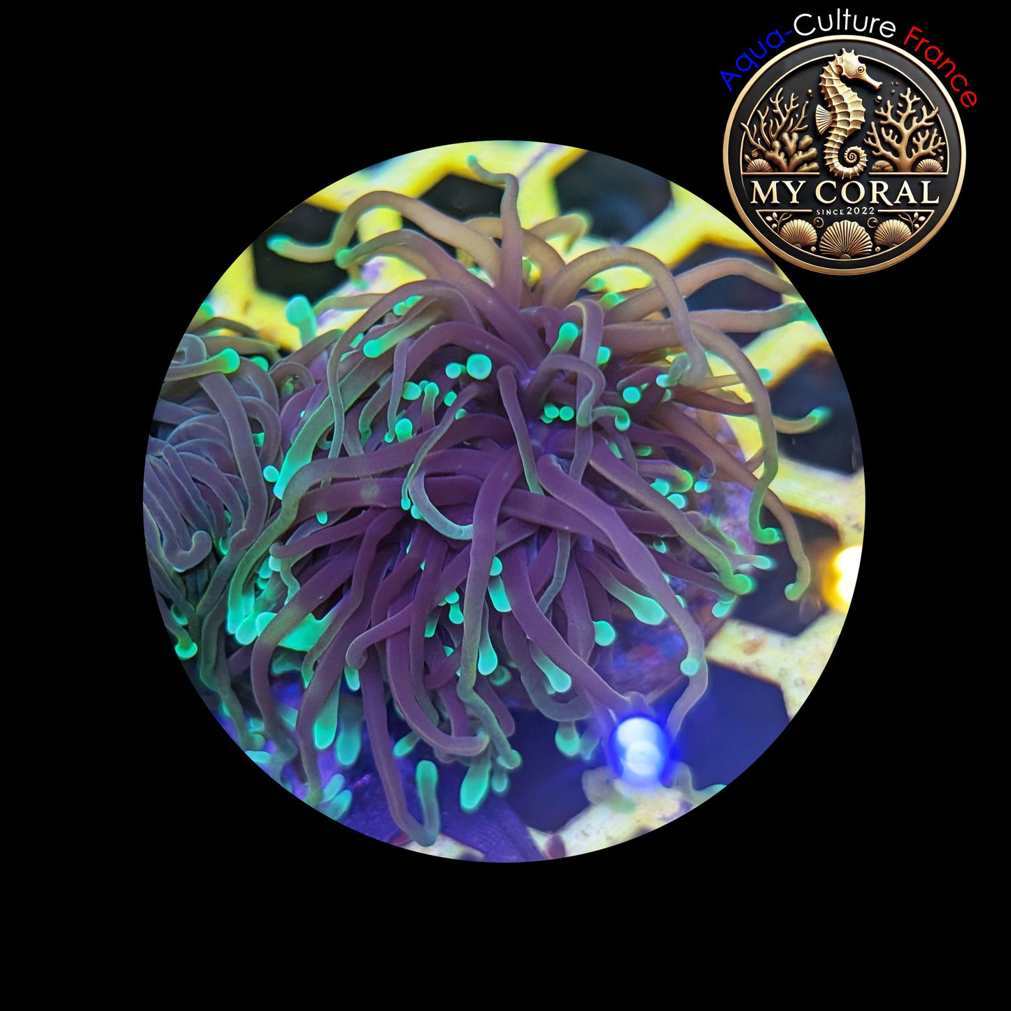 Euphyllia de Culture WYSIWYG- Glabrescens - Dragon Soul (2 Têtes) - EGDS102