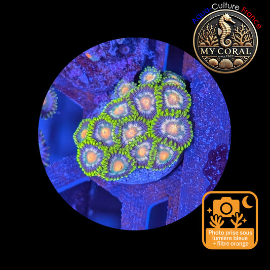 Zoanthus de Culture WYSIWYG - Daisy- ZDS101